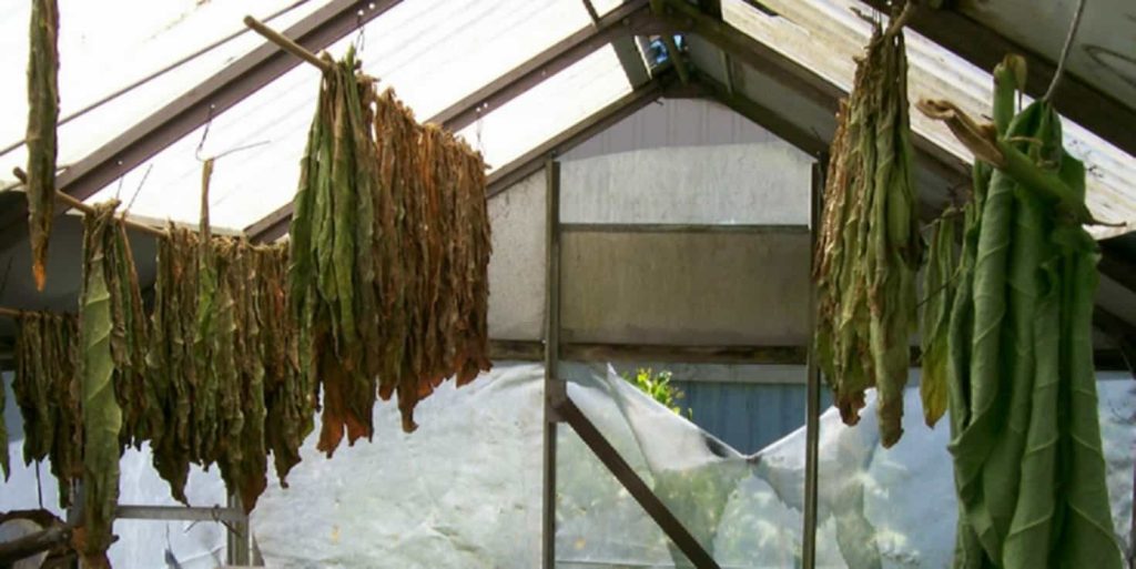 Sheet-form tobacco leaves drying