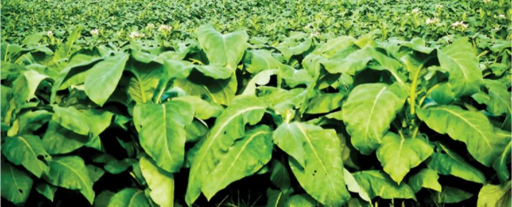 Tobacco seedlings being planted in a Virginia farm