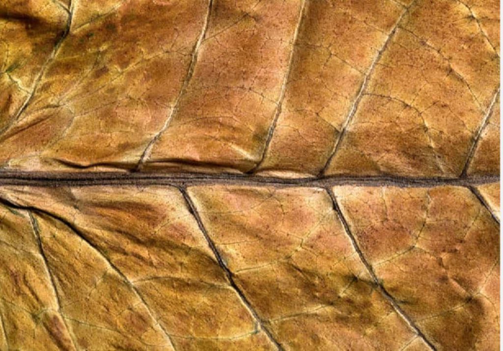 A close-up of a Premium Kentucky tobacco leaf's texture